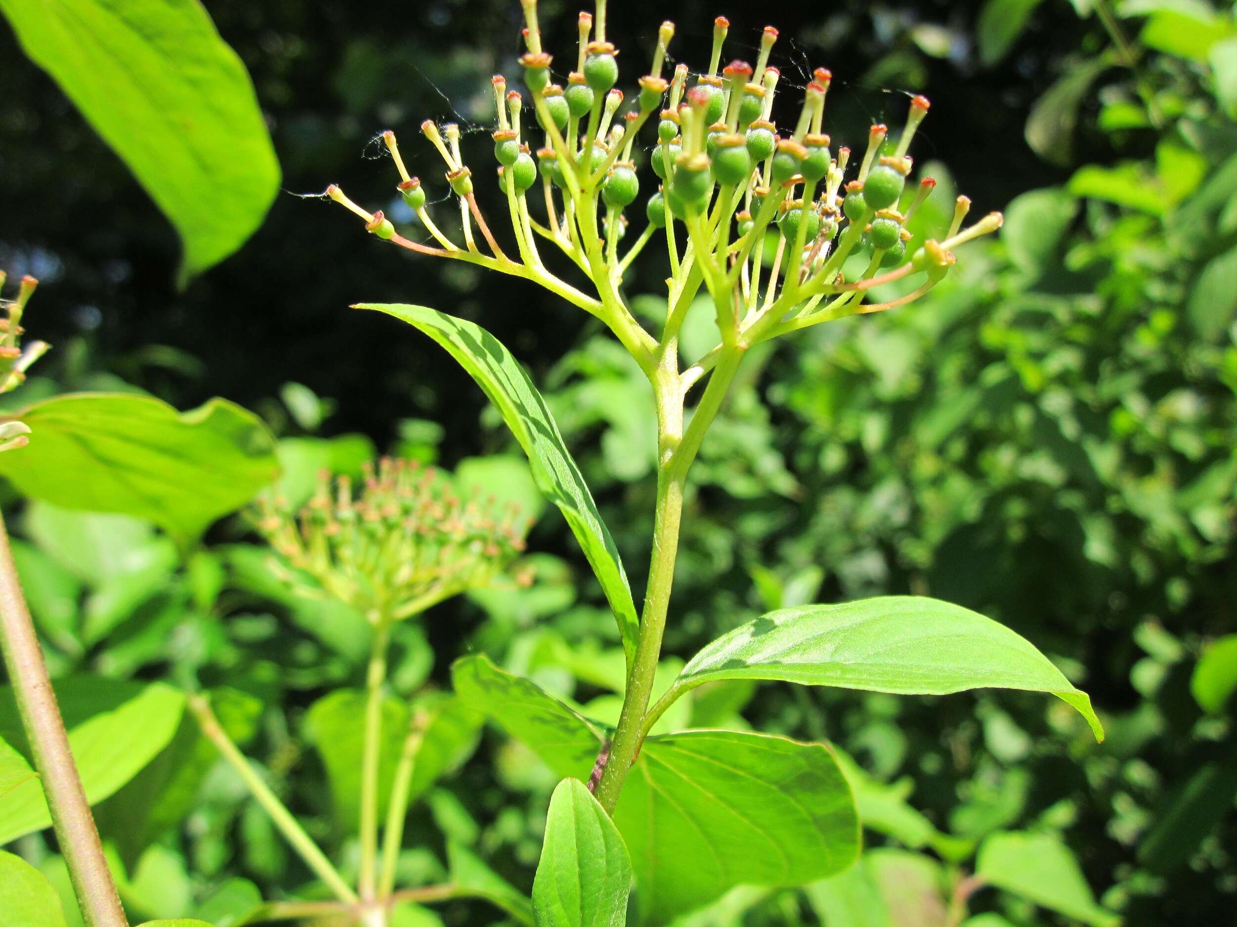 Imagem de Cornus sanguinea L.