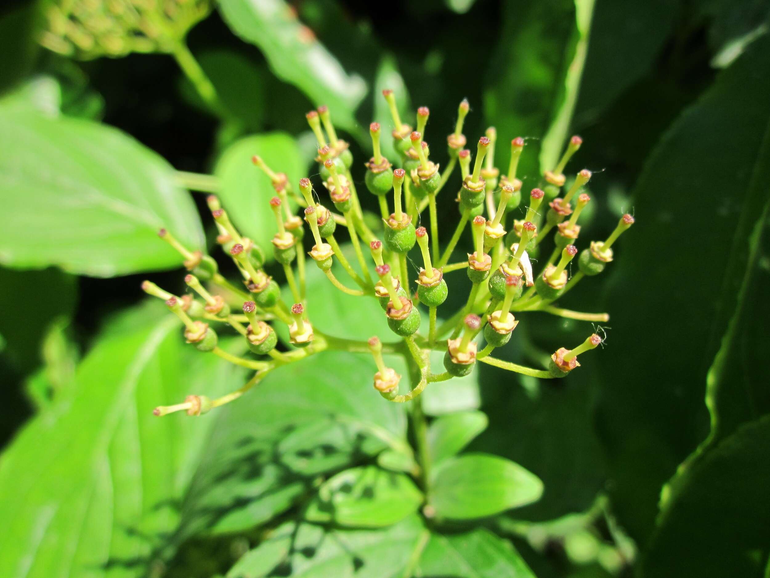 Image of bloodtwig dogwood