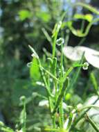 Image of Goosegrass