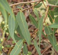 Image of Corymbia erythrophloia (Blakely) K. D. Hill & L. A. S. Johnson