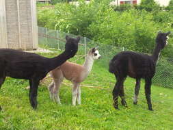 Image of Alpaca