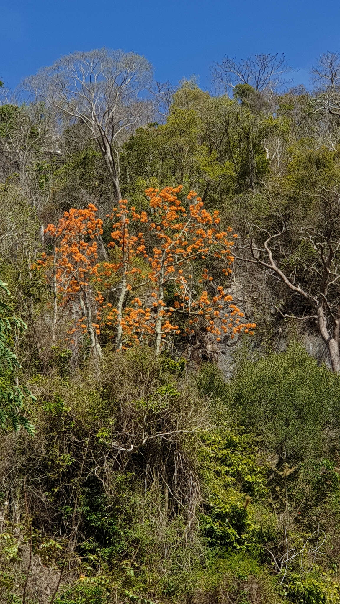 Imagem de Hildegardia ankaranensis (Arenes) Kosterm.