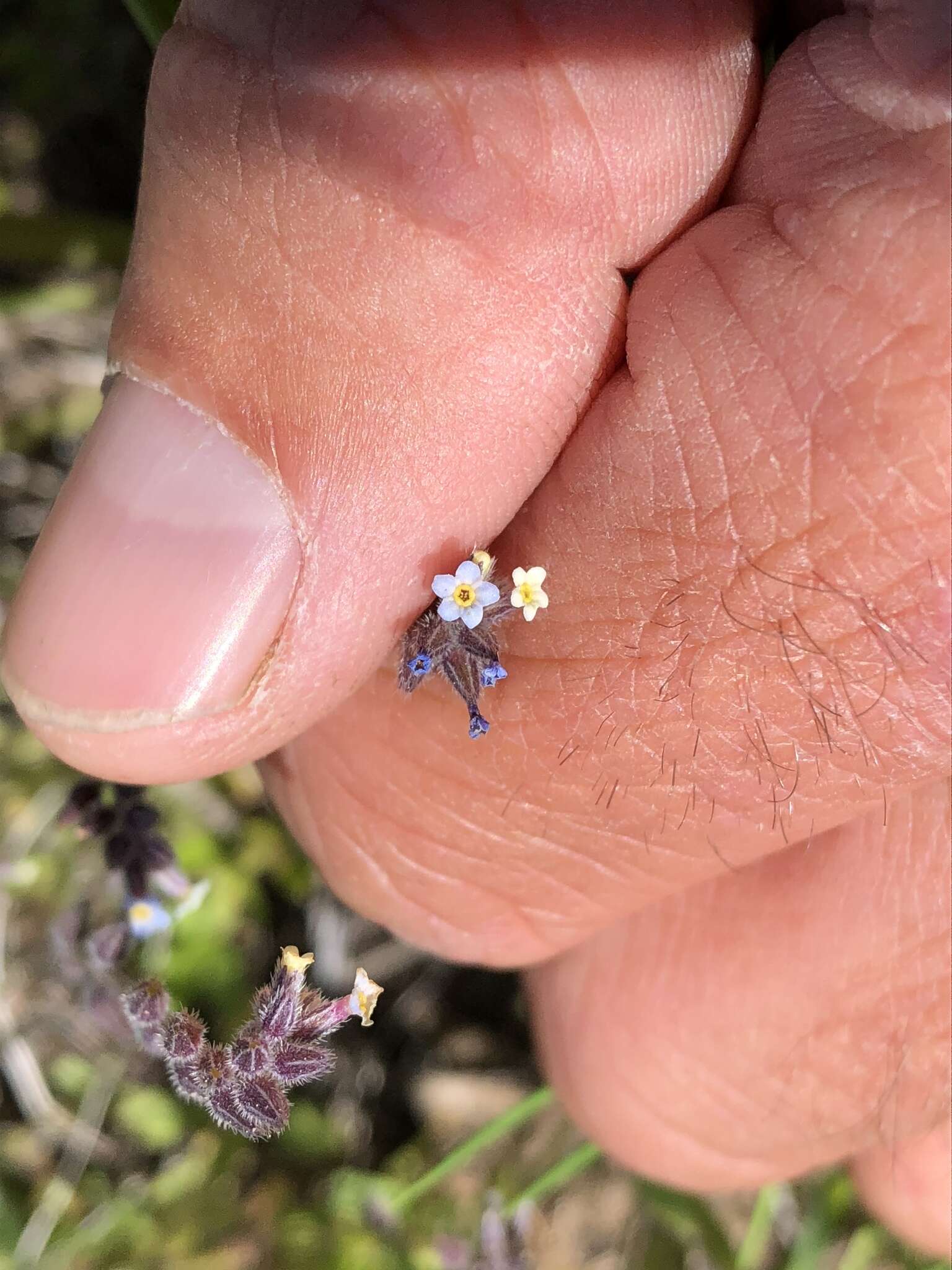 Imagem de Myosotis discolor subsp. discolor