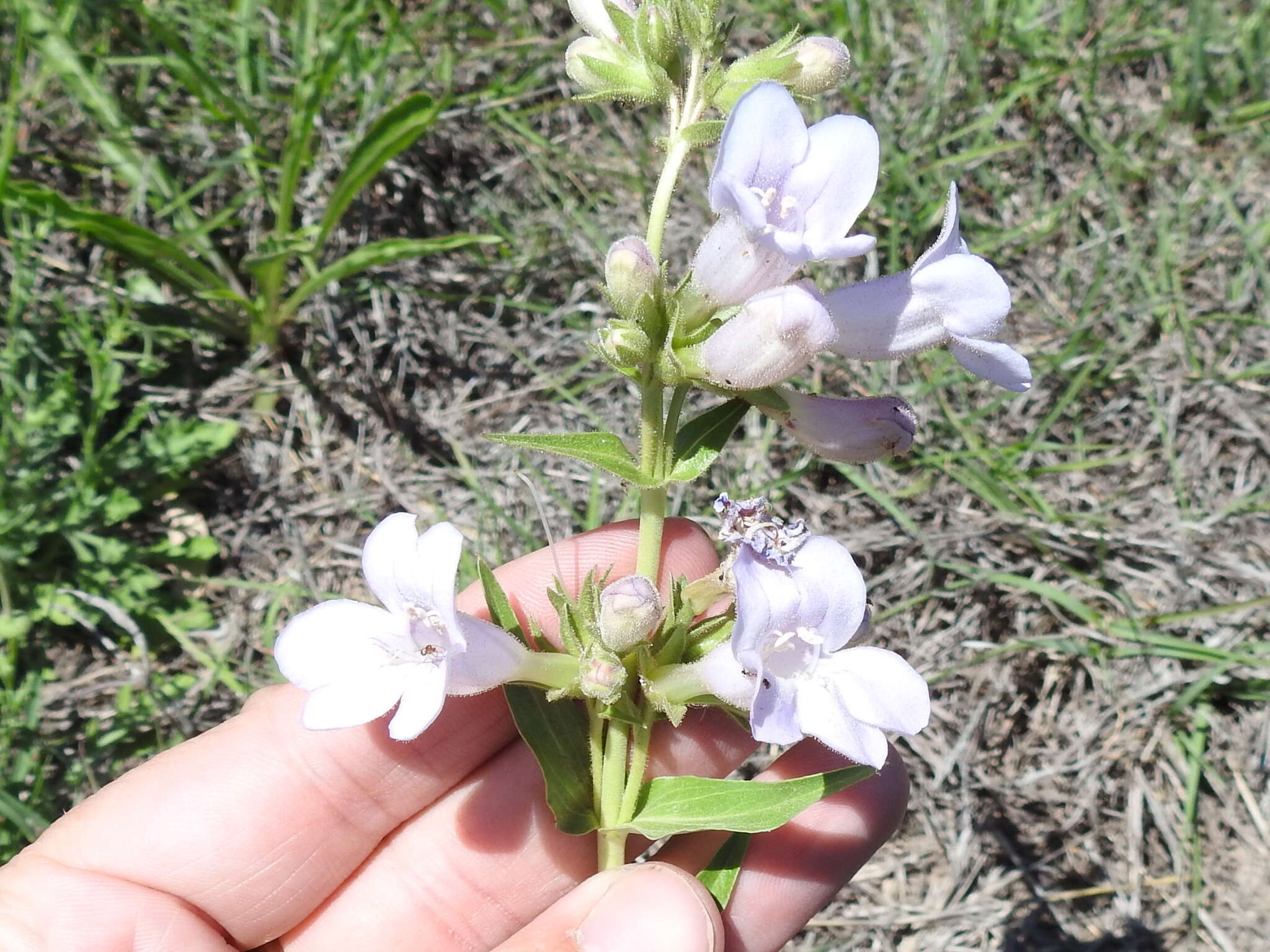 Image of Guadalupe beardtongue