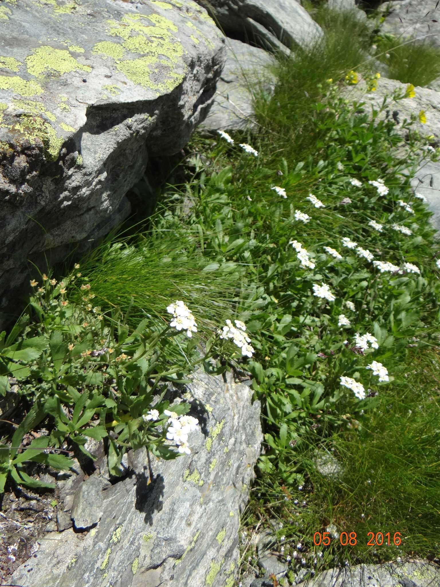 Achillea erba-rotta subsp. erba-rotta resmi