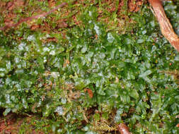 Image of Bog Germanderwort