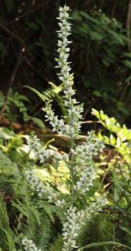 Image of European white hellebore