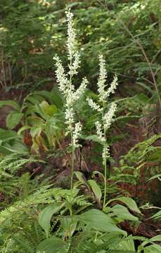 Image of European white hellebore