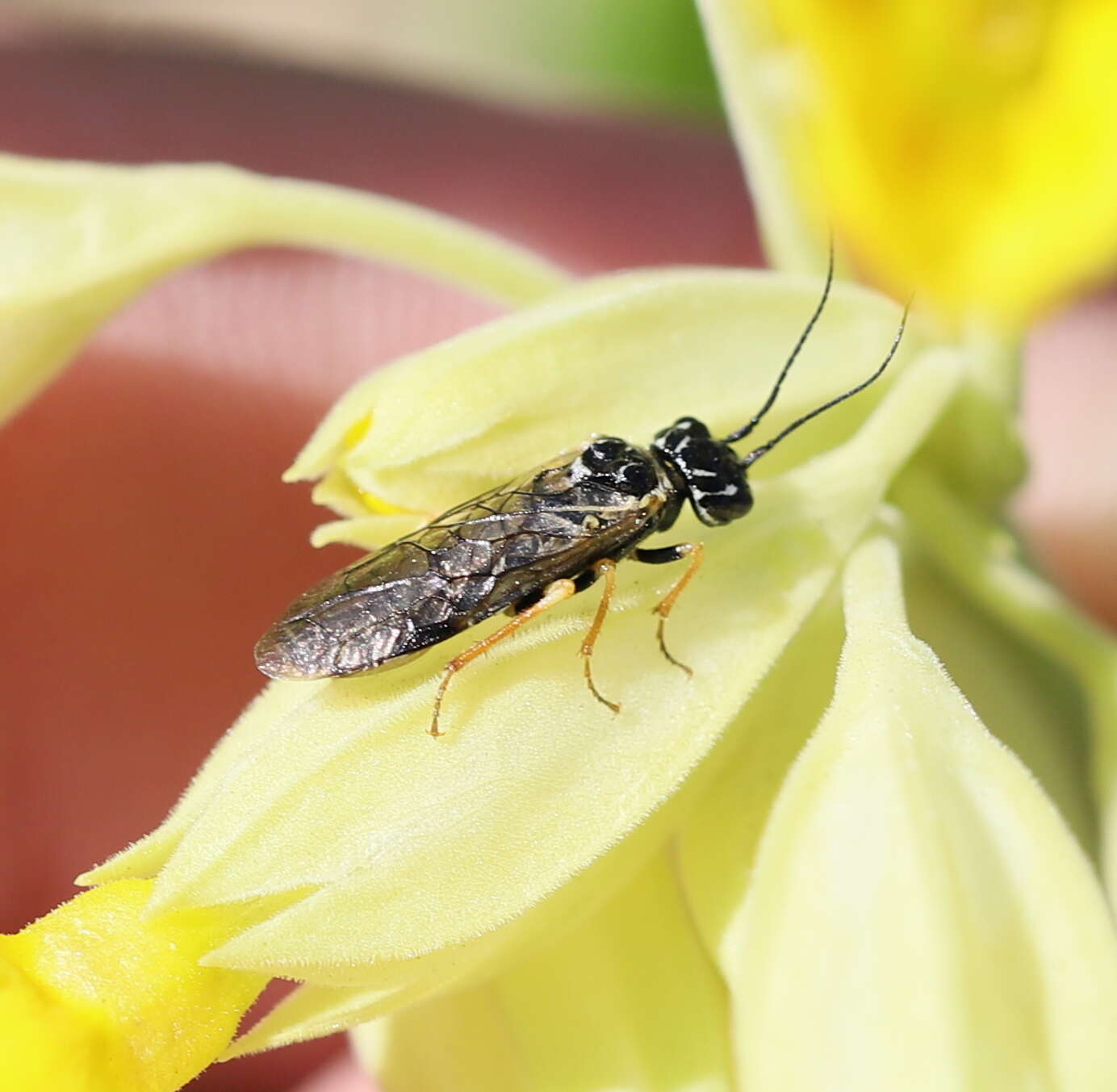 Neurotoma nemoralis (Linnaeus 1758) resmi