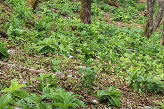 Image of European white hellebore