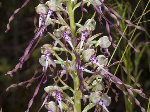 Himantoglossum hircinum (L.) Spreng. resmi