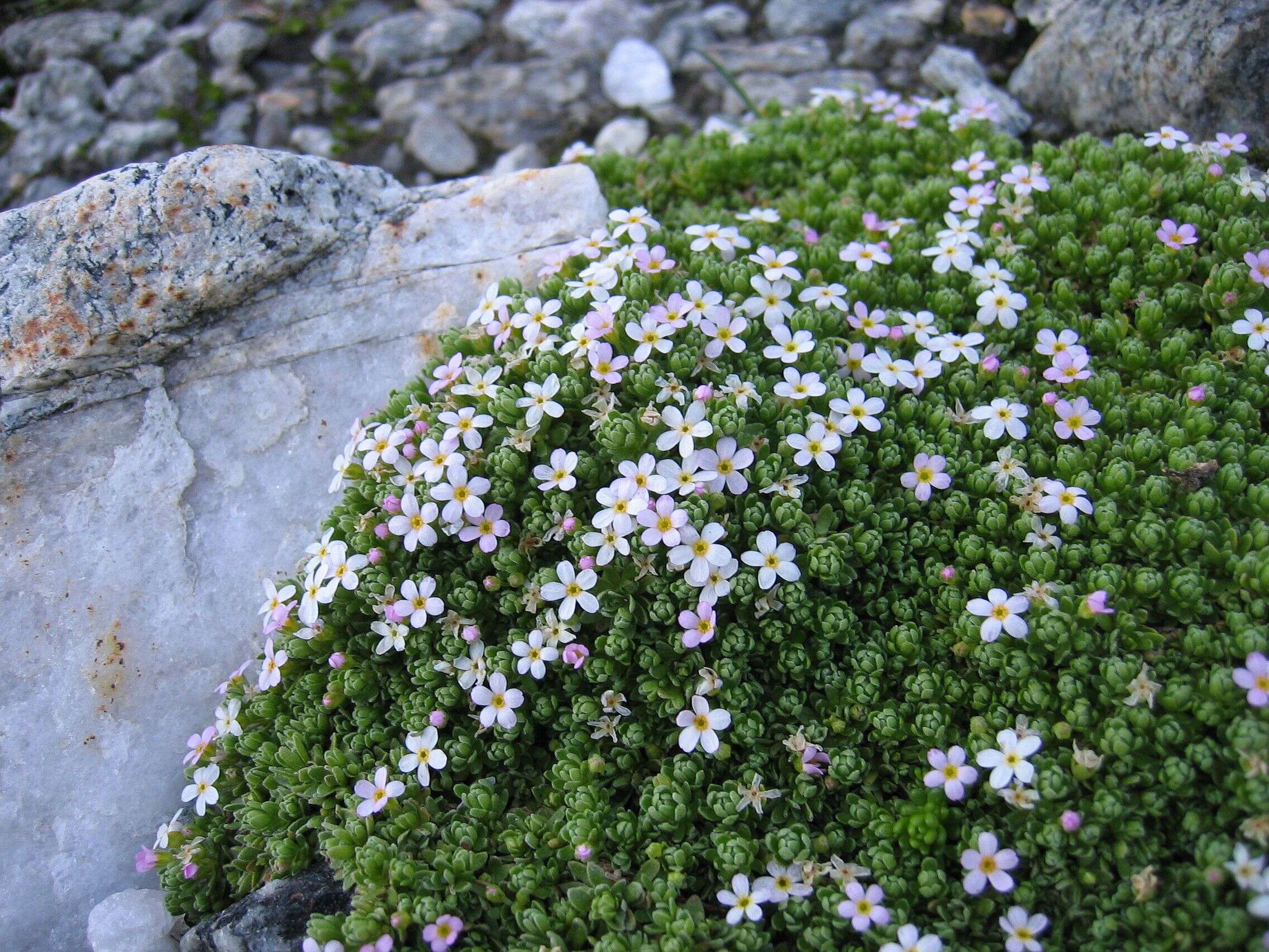 Image of Androsace alpina (L.) Lam.