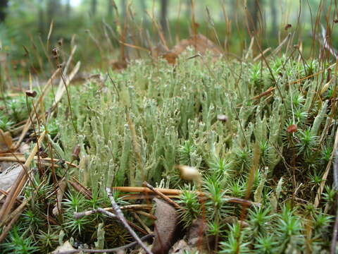 Image of cup lichen