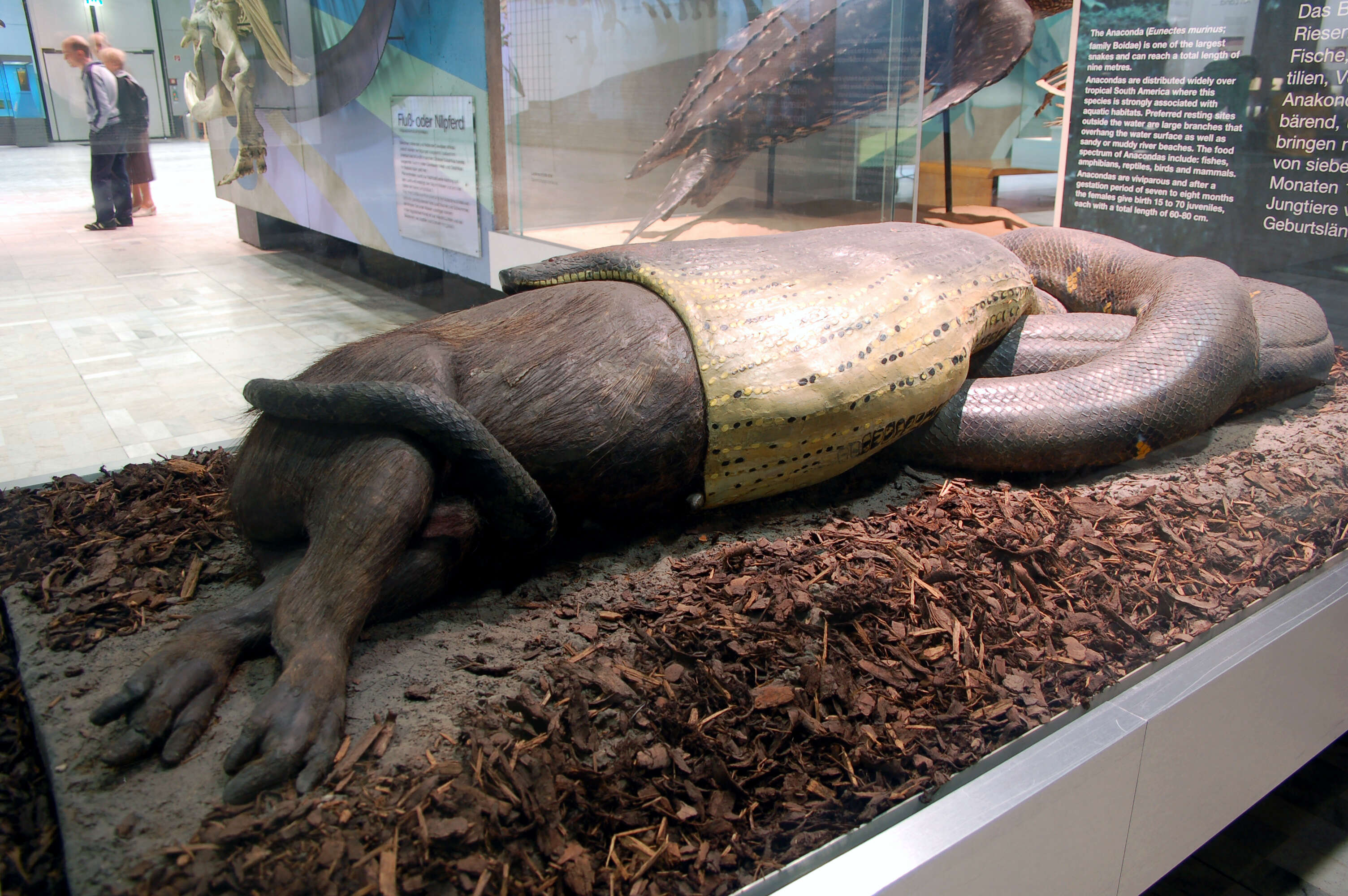 Image of Green anaconda