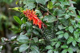 Image of Aechmea chantinii (Carrière) Baker