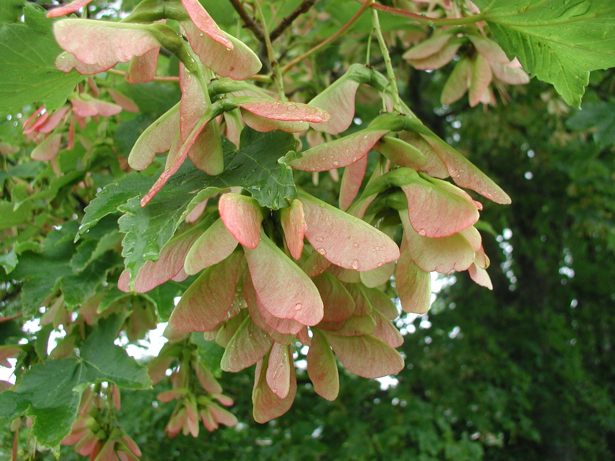Image of Birch-leafed Maple