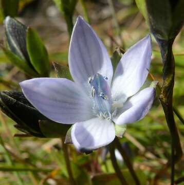 Image of lomatogonium