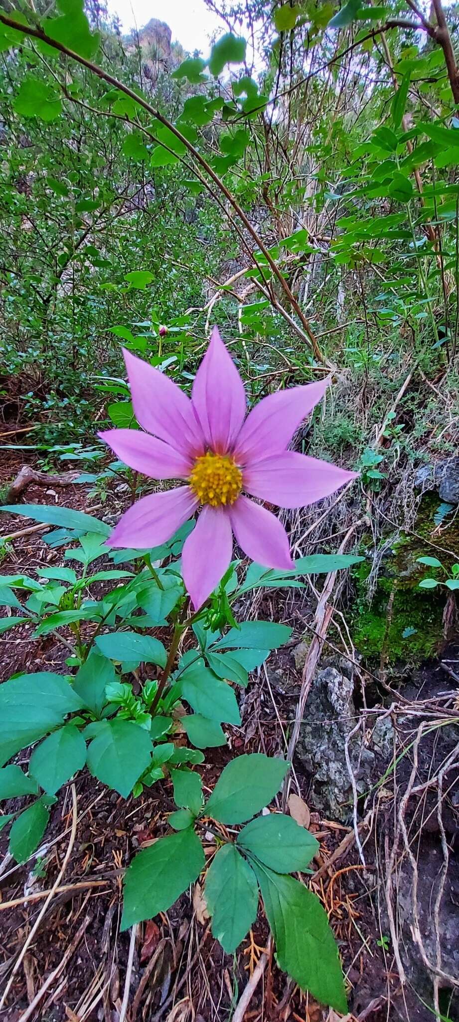 Image of Dahlia tubulata P. D. Sorensen