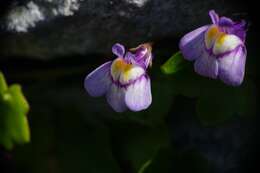 Image of Cymbalaria microcalyx (Boiss.) Wettst.