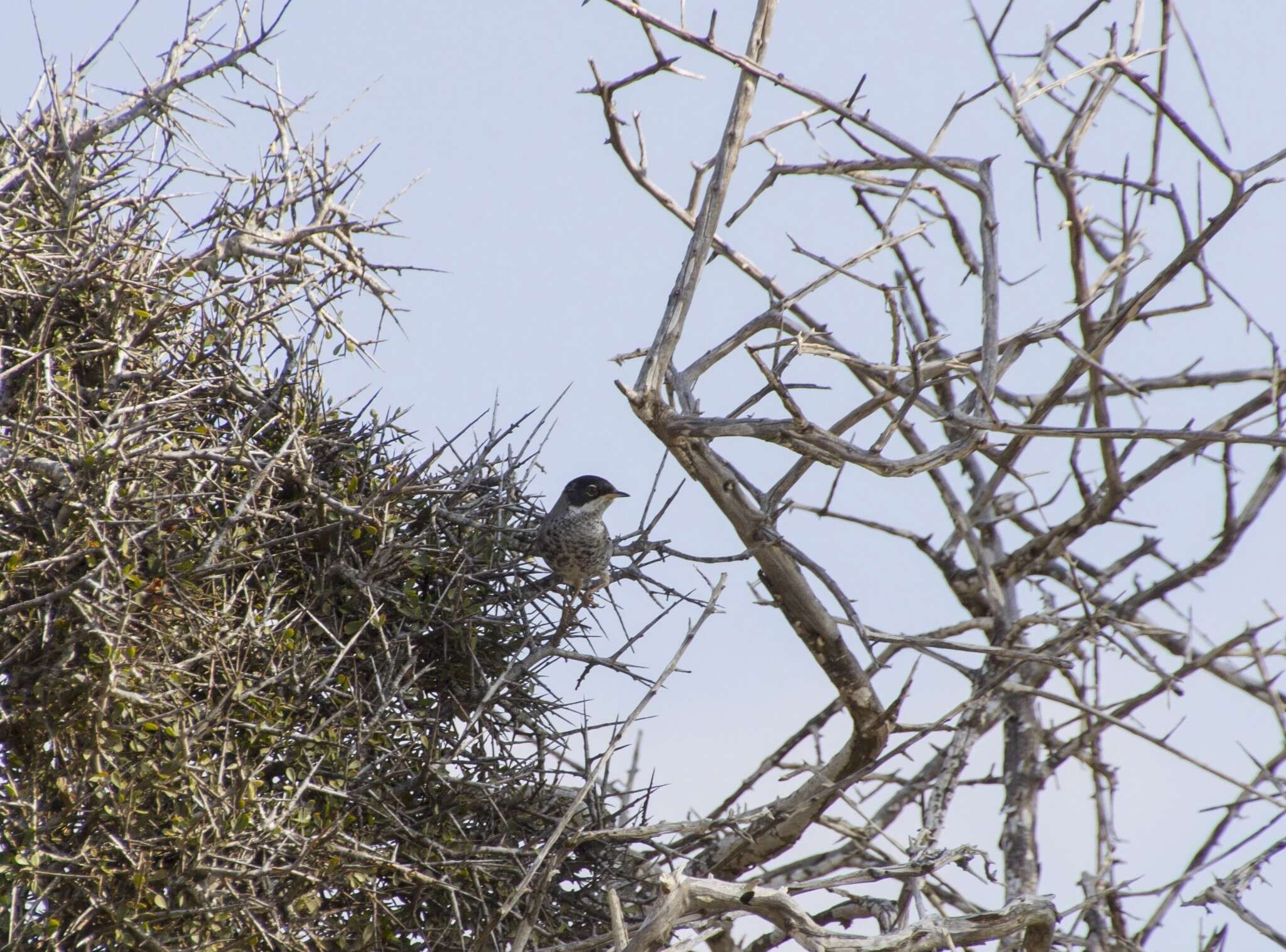 Image of Cyprus Warbler