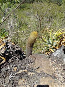 Image of Mammillaria eriacantha Link & Otto ex Pfeiff.