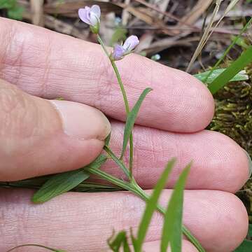 Imagem de Vicia pubescens (DC.) Link