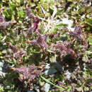 Image de Pedicularis asplenifolia Floerke ex Willd.