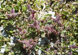 Image de Pedicularis asplenifolia Floerke ex Willd.