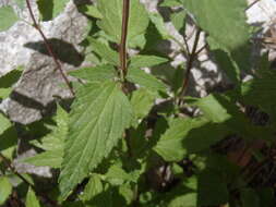 Image of desert indigo sage