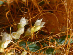 Image of Cuscuta pacifica Costea & M. A. R. Wright