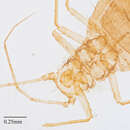 Image of Aphid