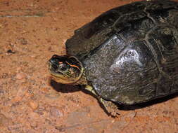 Image of Spot-legged turtle