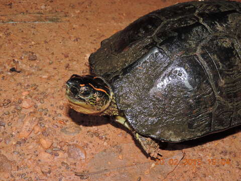 Image of Spot-legged turtle