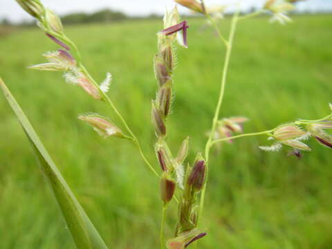 Image of southern cutgrass