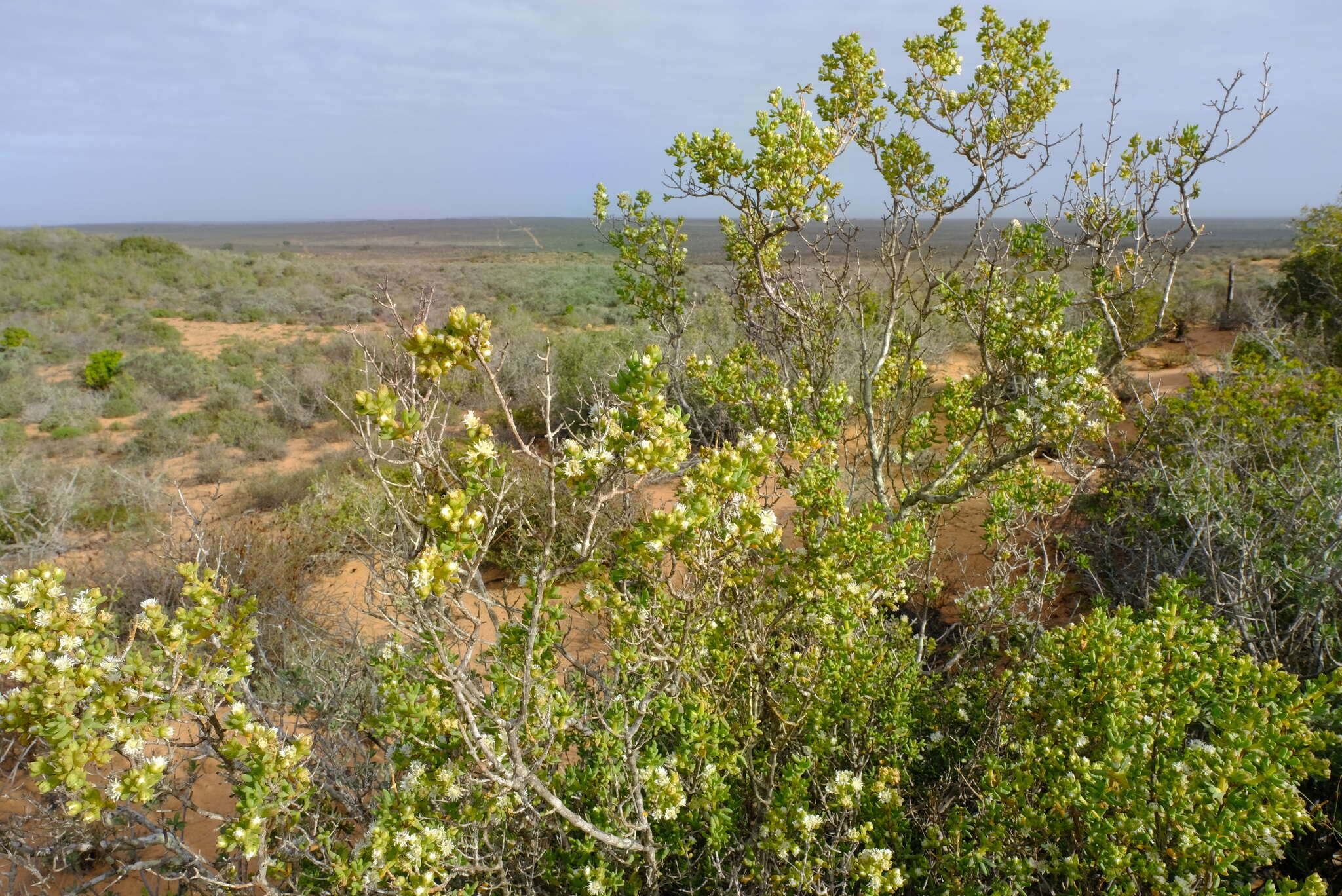 Image of Stoeberia utilis (L. Bol.) E. van Jaarsveld