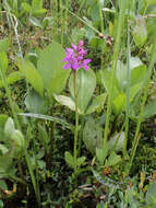 Image of Narrow-leaved marsh-orchid