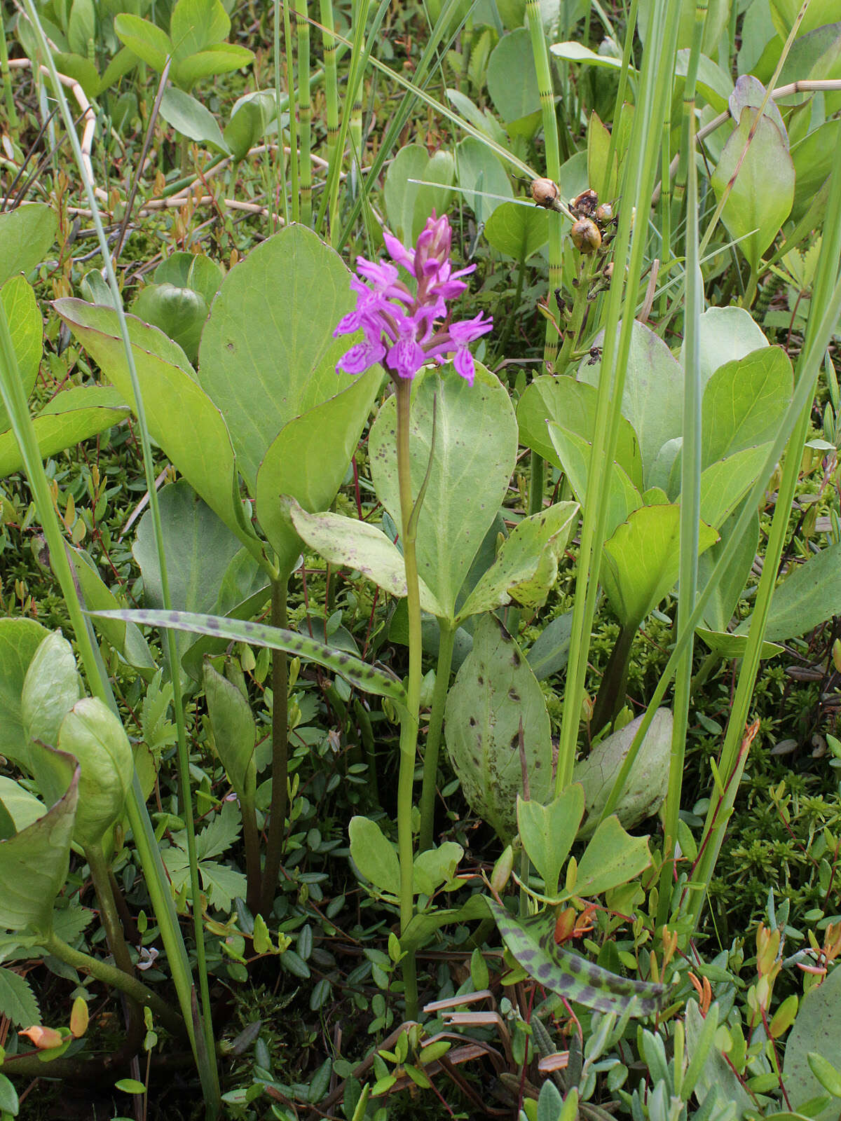 Image of Narrow-leaved marsh-orchid