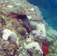 Image of Bird wrasse