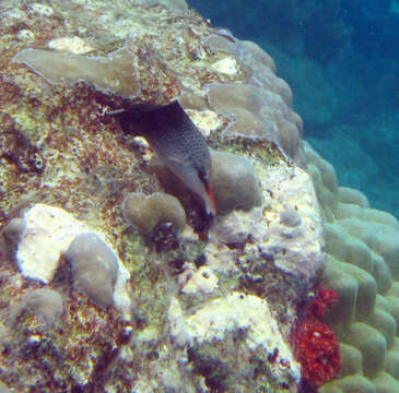 Image of Bird wrasse