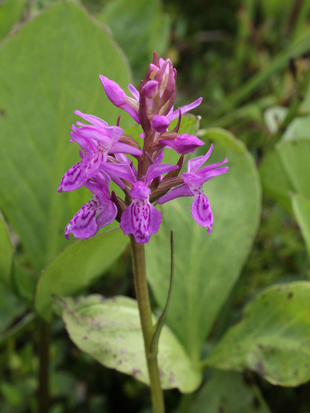 Image of Narrow-leaved marsh-orchid