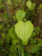 Dioscorea villosa L. resmi