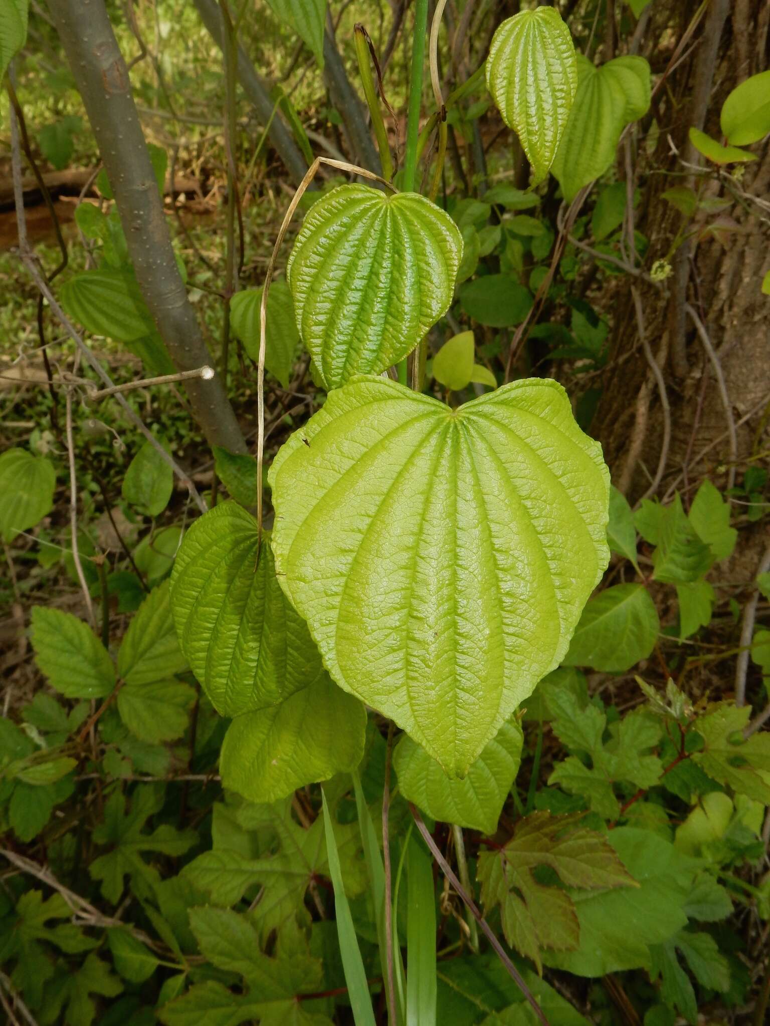 Слика од Dioscorea villosa L.