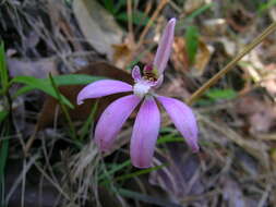 Image of Pink fingers orchid