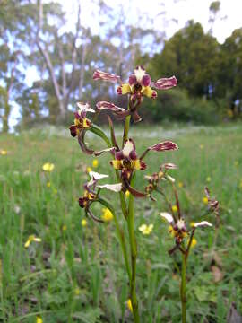 Image of Leopard orchid