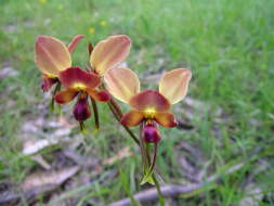 Image of Eastern wallflower orchid