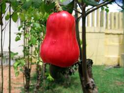 Image of cashew