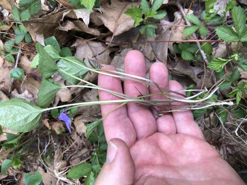 Image of common blue violet