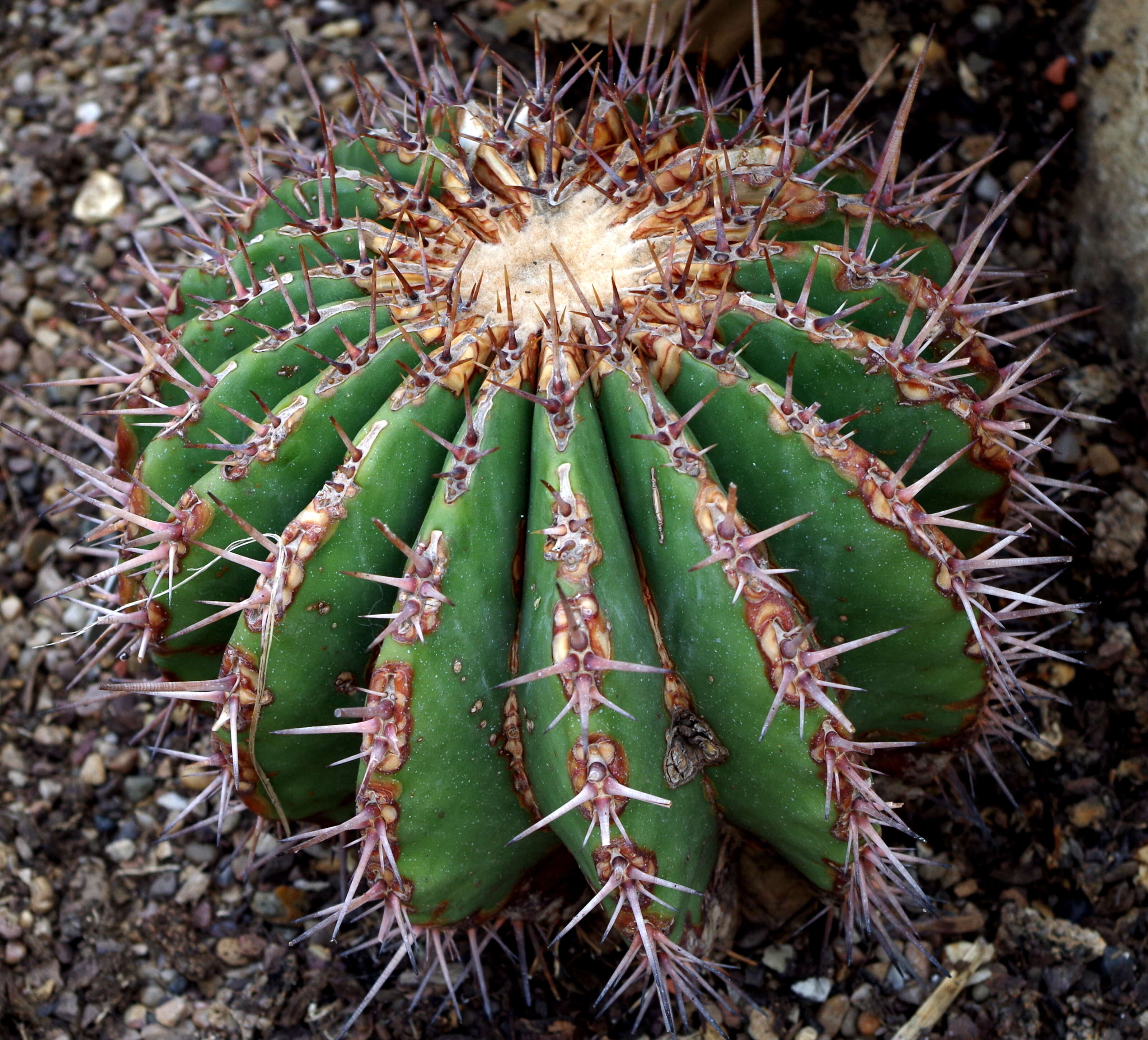 Image of Cactus