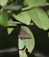 صورة Eulepidotis merricki Holland 1902