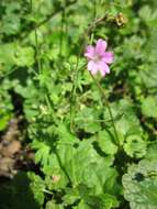 Imagem de Geranium molle L.